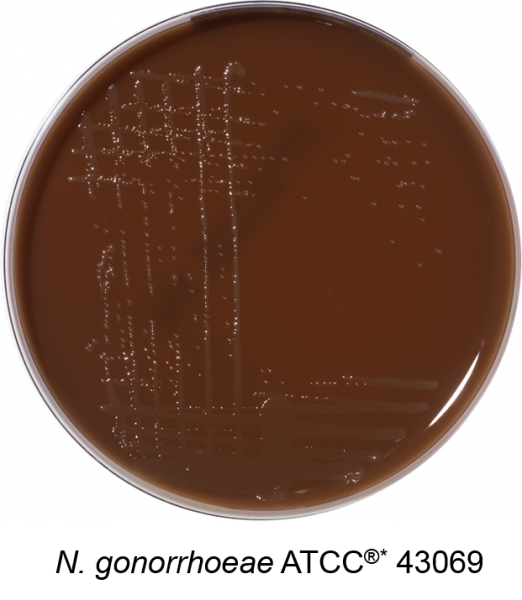 Chocolate Agar + MultiVitox