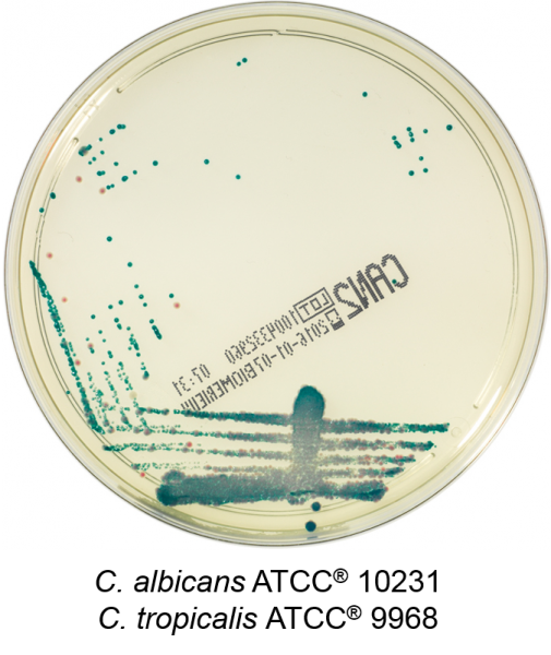 Chromogenic Candida