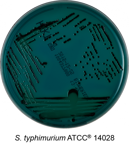 Hektoen Enteric Agar