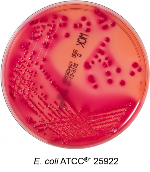 MacConkey Agar