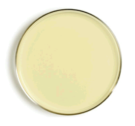 Nutrient Agar