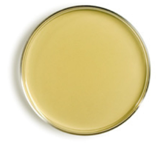 Plate Count Agar