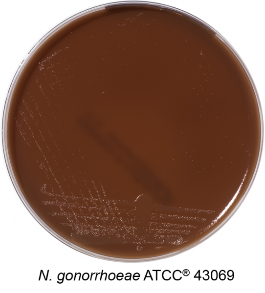 Chocolate MultiVitox VNCT Agar